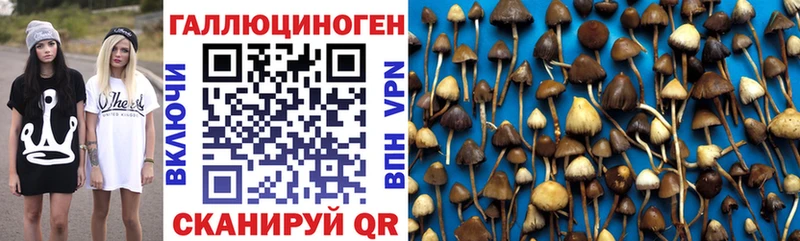 Псилоцибиновые грибы мицелий Юрьев-Польский
